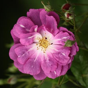 Purple Skyliner - trandafiri - www.ioanarose.ro